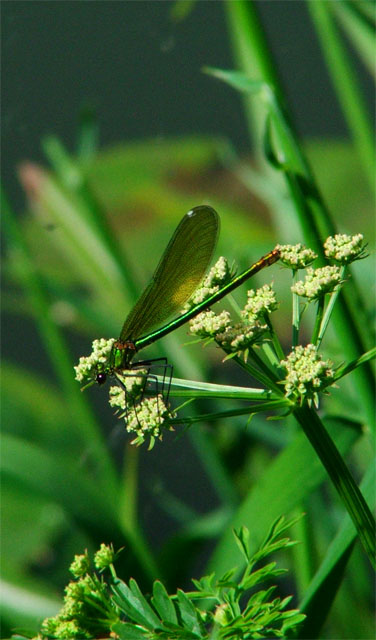 Green Dragon