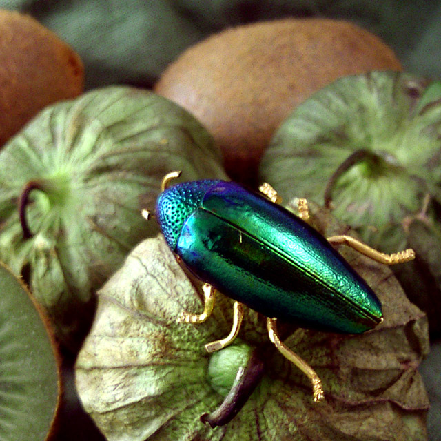 Tomatillo Beatle