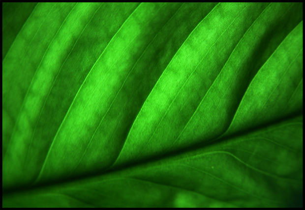 Leaf