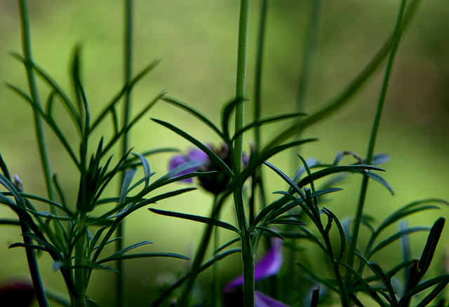 Verdant Shades