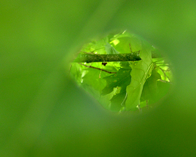 Looking Through the Hole