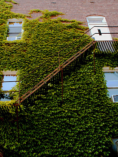 Ivy Covered Wall