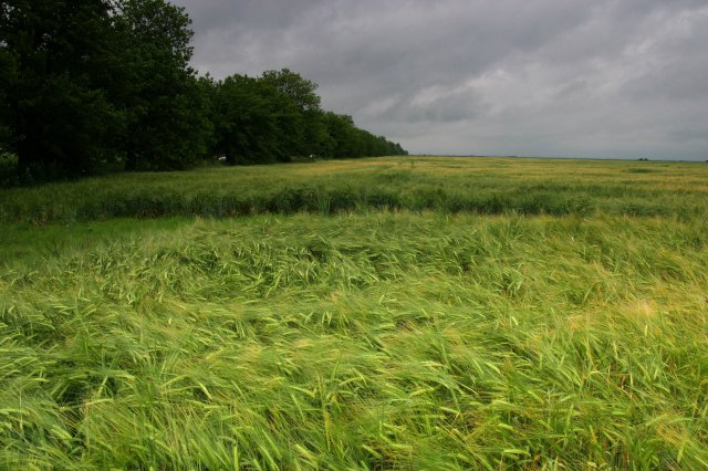 green cornfield