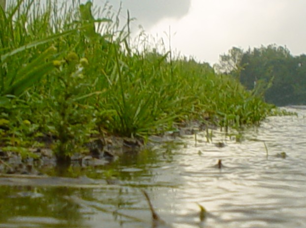 Roadside River