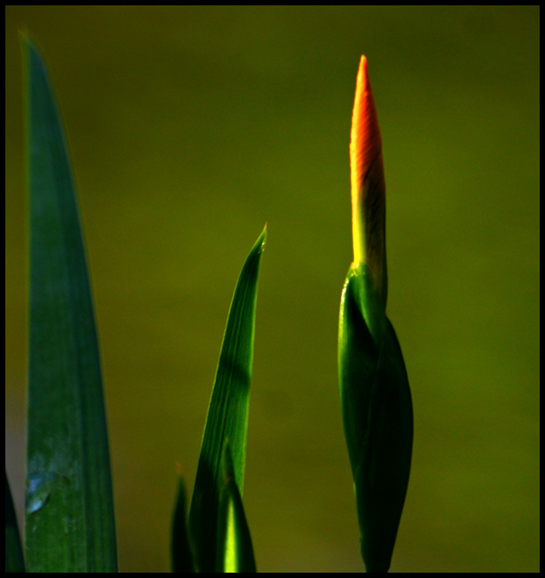 Candlestick
