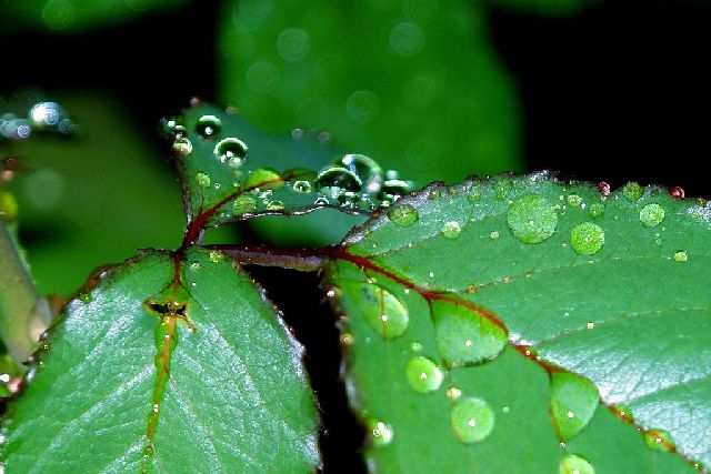 Droplets