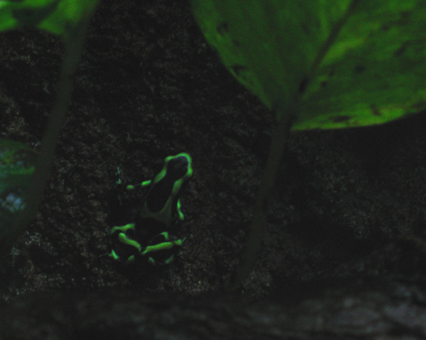 Poisonous Tree Frog - Night Shot