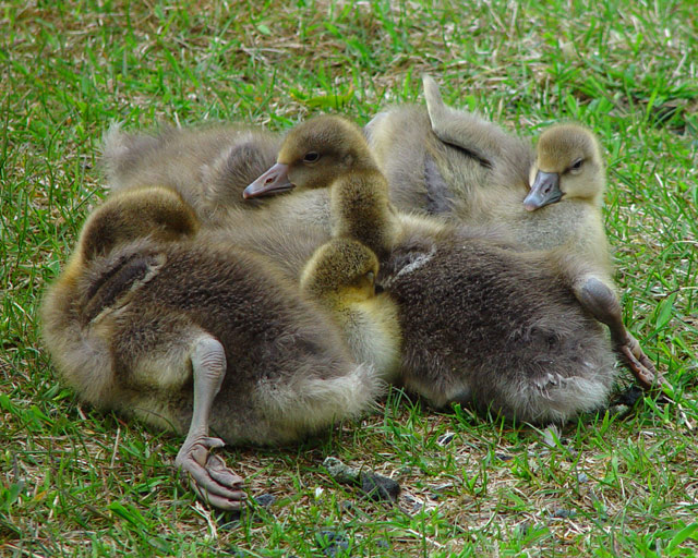 Cuddle on the green