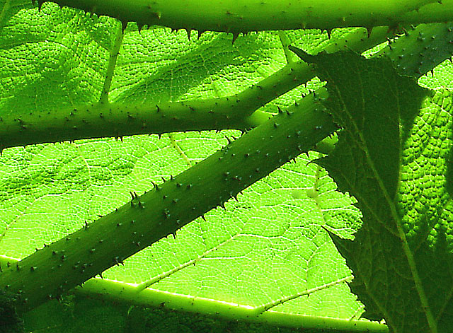 Gunnera Manicata