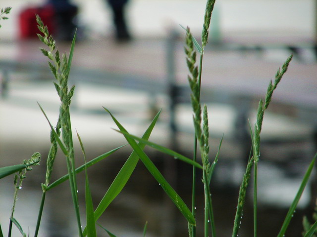 Green Leaves