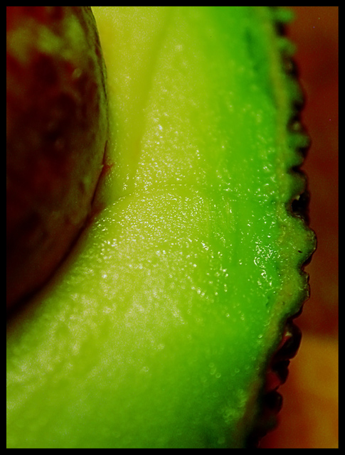 Avocat Vert