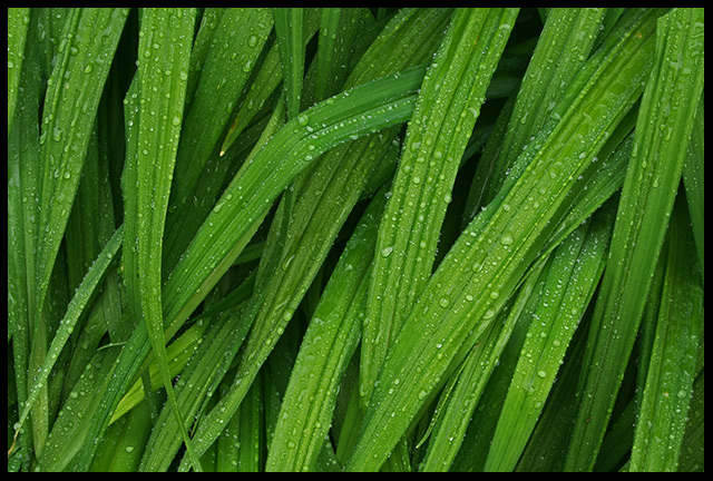 Rain Drops a Falling
