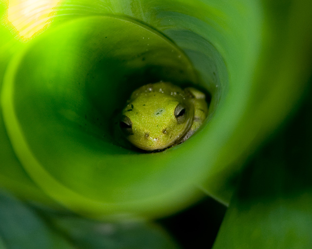 Green Frog