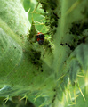 Shooting for Green ... Found Red