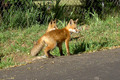 Two young foxes in my neighbors yard, what a find.