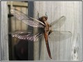 Dragon Fly