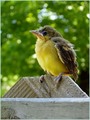 A  Fallen Baby Orchard Oriole