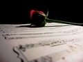 Roses Make Lovely Bookmarks...