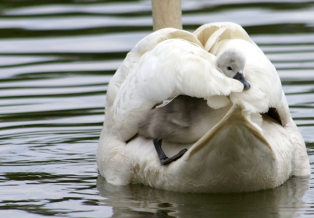 Hitchin' a Ride