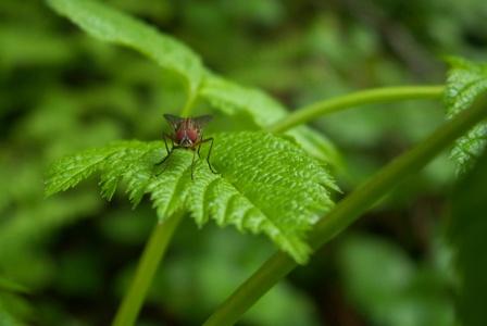 A fly  on a backpacking trip, NO WAY