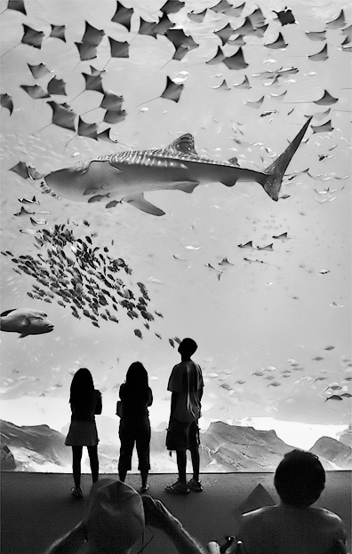 Fish in Flight