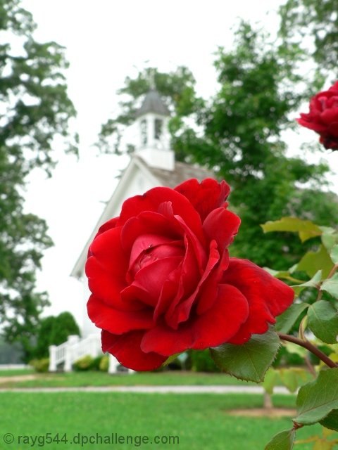 Country Rose