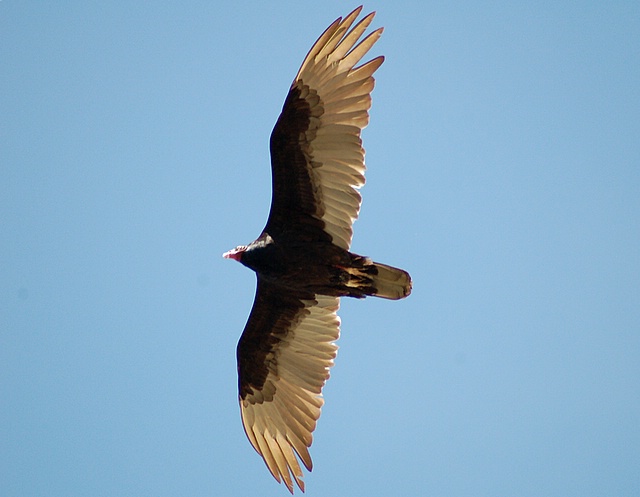 Beautiful Vulture?