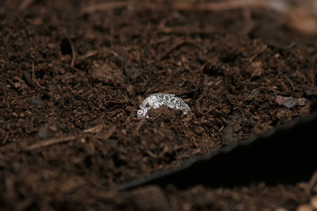 400 Years Lost - coin found while metal detecting in England