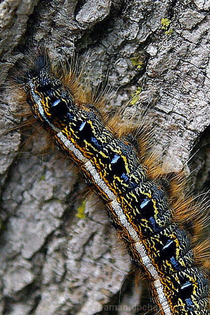 Amazing caterpillar