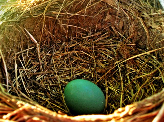 Nesting In The Shadows