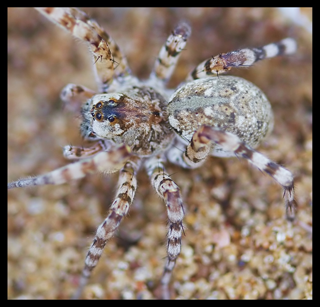 Spiders on the beach??