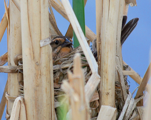 Hidden in the reeds!