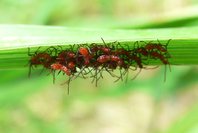 ATTENTION: Fire Ant Brigade-Meeting under daylily leaf. (Buffet lunch will be provided)