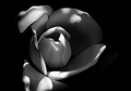 Magnolia in Shadow