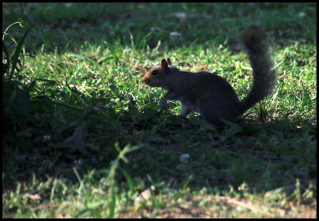 I'm just a shadow...you don't see me.  Do you?!