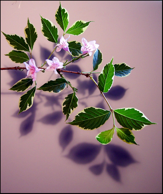 Shadowed Weigela "Variegata"