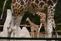 Looking for the Baby