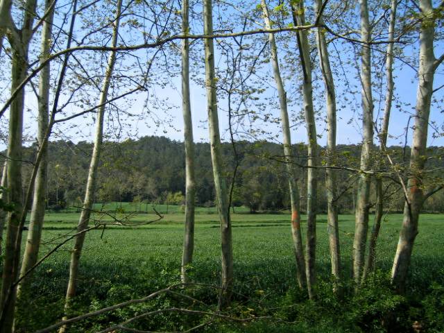 Sant Celoni Field and Trees