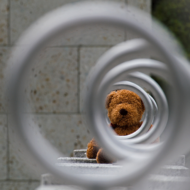 Bear won't jump through hoops