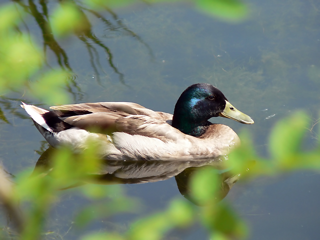 Sitting duck