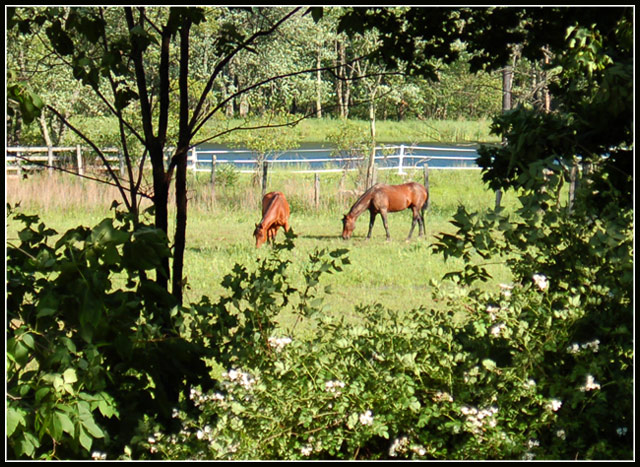 Over in the Pasture