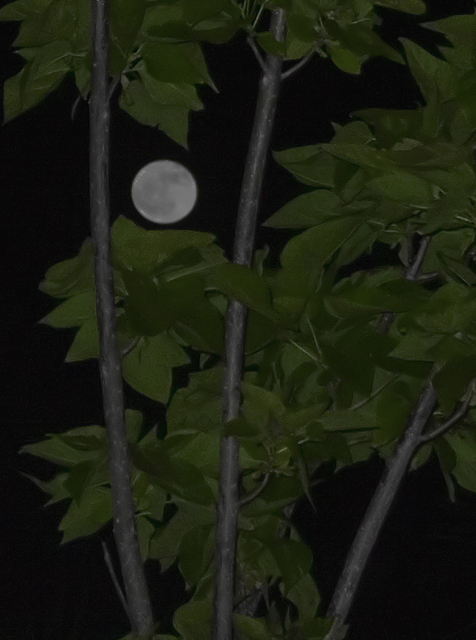 Moon Beneath My Leaves