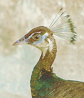 Peacock in our house