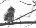 Wildlife Portait- Chirping Tufted Titmouse