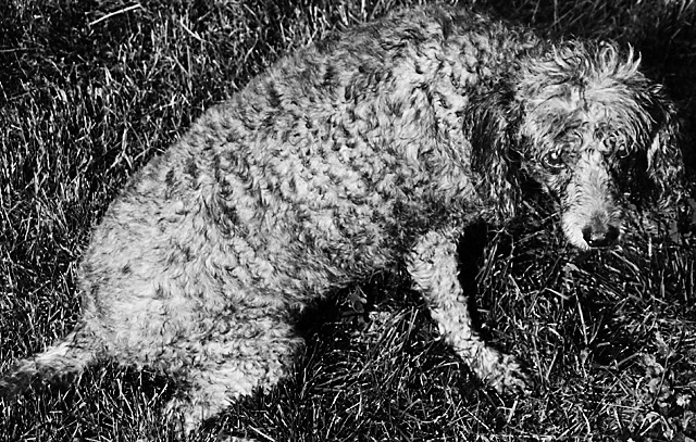 dog days