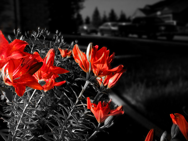 Only An Emotionless Flower Nearby