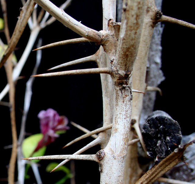 Life Between Thorns