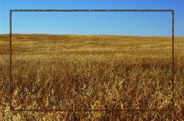 Amber Waves of Grain