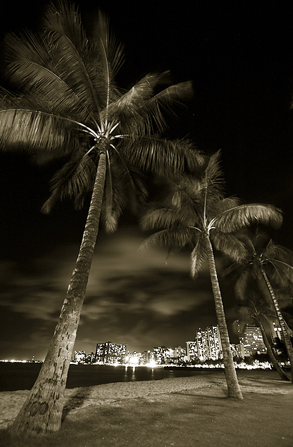 Palm Dreams
