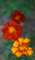 Marigold Madness